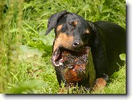 Dobermann, Doberman