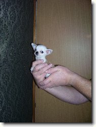 Chihuahua