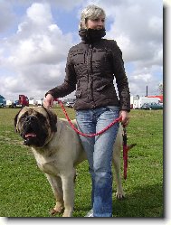 English Mastiff