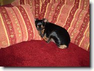 PRAGUE RATTER