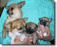Chihuahua