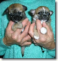 Chihuahua