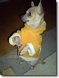 Chihuahua