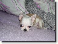 Chihuahua