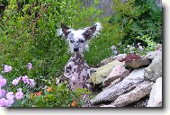 Chinese Crested Dog