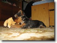 Jorkšírský terier, Yorkshire Terrier,