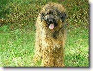 Briard