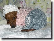 Zwergpinscher
