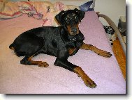 Dobermann, Doberman