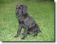 Deutsche Dogge