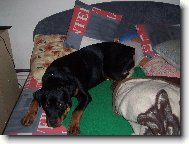 Rottweiler