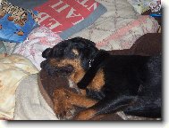 Rottweiler