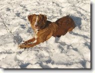 Nova Scotia Duck Tolling Retriever