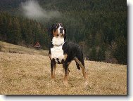 Great swiss mountain dog \(Dog standard\)