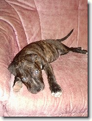 American Staffordshire Terrier Blue Lacy