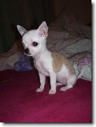 Chihuahua