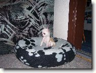 Chihuahua