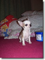 Chihuahua