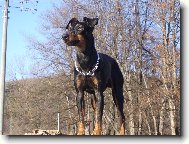 Manchester terrier \(Dog standard\)