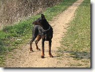 Dobermann, Doberman
