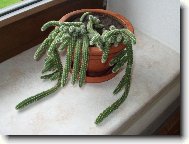 Chamaecereus