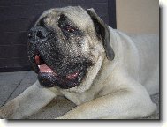 English Mastiff