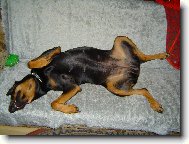 Dobermann, Doberman