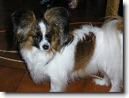 Papillon