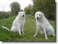 Maremma and abruzzes shepherd dog \(Dog standard\)