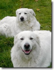 Maremma and abruzzes shepherd dog \(Dog standard\)