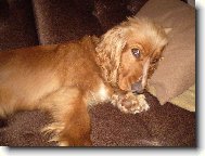 English Cocker Spaniel