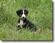 Appenzeller Sennenhund