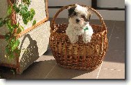 Coton de Tulear