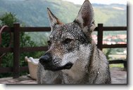 Chechoslovakian wolfdog \\\\\(Dog standard\\\\\)