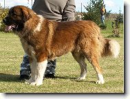 Caucasian shepherd \(Dog standard\)