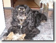 American Cocker Spaniel