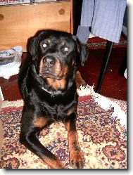 Rottweiler