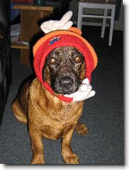 Alpine Dachsbracke
