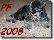 Zwergschnauzer, Miniature Schnauzer