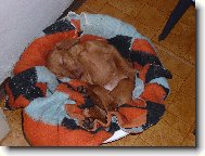 Rövidszörü Magyar Vizsla, Hungarian Short-haired Pointing Dog