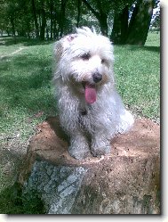 Bichon Havanais, Havanese