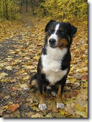 Appenzeller Sennenhund