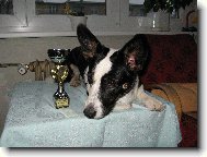 Welsh corgi cardigan \(Dog standard\)