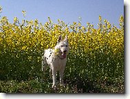 White swiss shepherd dog \(Dog standard\)