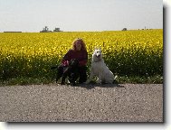 White swiss shepherd dog \(Dog standard\)