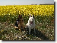 White swiss shepherd dog \(Dog standard\)