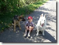 Berger Blanc Suisse, White Swiss Shepherd Dog