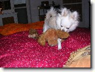 Chihuahua