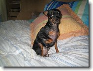 PRAGUE RATTER