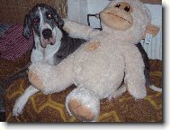 Deutsche Dogge